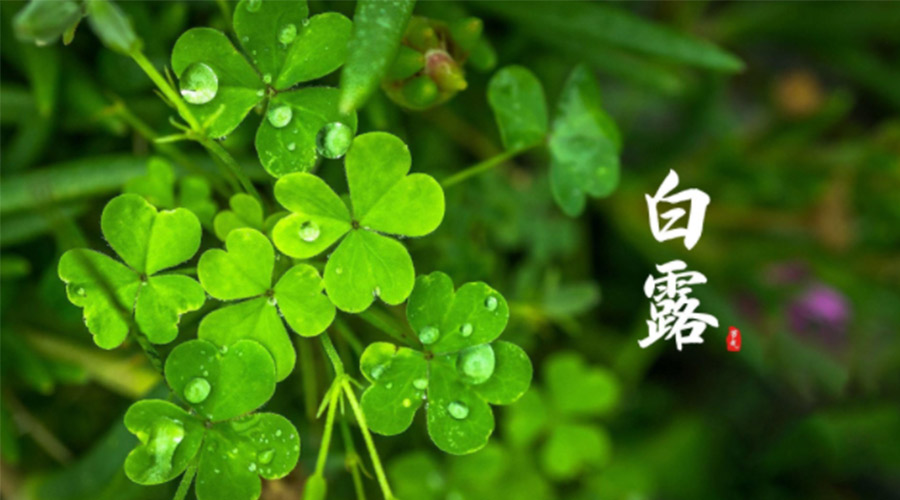 白露時(shí)節(jié)！ 金環(huán)電器提醒大家要注意這些事項(xiàng)